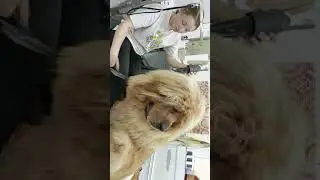 Тибет на грумминге