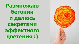 Размножение клубневых бегоний. Секретики о гигантских цветах )