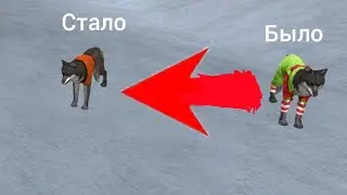 Снимаем новогоднюю одежду с животных т.к нг уже прошёл