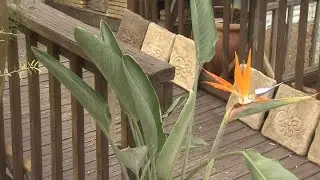 Bird of Paradise is attractive and tough tropical