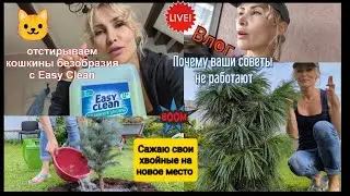 Влог. Почему Ваши советы не работают? Пересадка хвойных. стирка с Easy Clean 👍👌Садовый блог