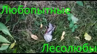 Жестокий массовый убийца. Нескольких жертв удалось спасти!!!