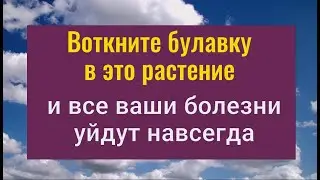 Болезни ослабнут или уйдут совсем если воткнёте булавку в это растение