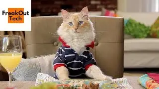 5 Incredible Inventions For Your Cat #8 ✔