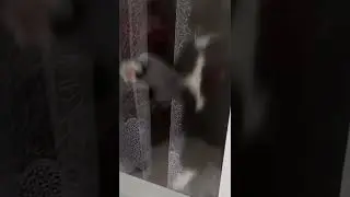 пусти кота