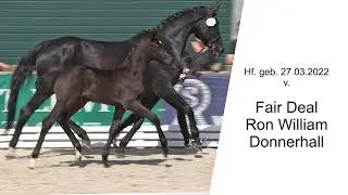 Hf v Fair Deal x Ron William x Donnerhall 2022