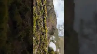 весна в заповеднике