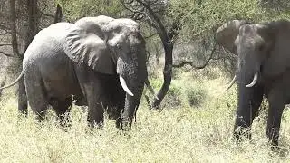 Tanzania - Tarangire National Park - Elephants