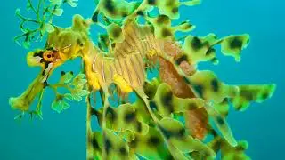 Enchanting Sea Dragons:  Masters of Camouflage