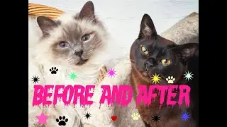 !Cats/ from small to old / before and afte