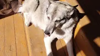 БИЙКА - НЕСКОЛЬКО ДНЕЙ И БУДУТ ЩЕНКИ!!!