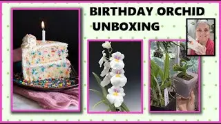ORCHID UNBOXING FROM ORCHIDS BY THE LAKE, HAPPY BIRTHDAY
