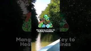 All About Mangroves: Threats to Mangrove Forests 🍤