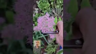 Growing Sedum Flowers // Jeffreys Little Villa