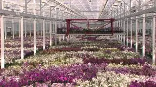JMP Flowers