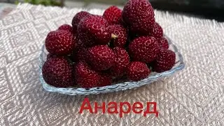 Сорт Анаред🍓🍓🍓. Брат близнец Мице Шиндлер.