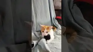 my goofy ahh kitten playing with a fluffball