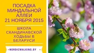 Миндальная аллея скандинавской ходьбы в Минске. Готовимся к посадке.