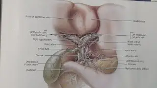 Anatomy of Gallbladder / stomach stone