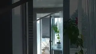 не  было сутки дома, что натворил кот