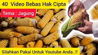 Kumpulan Video Jagung Bebas Copyright • Video Gambar Lagu Gratis Bebas Klaim Hak Cipta Untuk Youtube