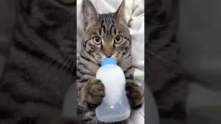 *грудничок*