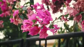 Aesthetic nature || SachinCaptures