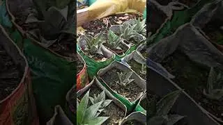 отростки ананаса