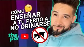 Como hacer que mi perro NO SE ORINE EN LA CASA