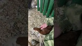 Ручные куры