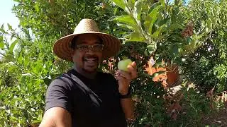 Why an APPLE TREE is one of the best perennials for your garden!