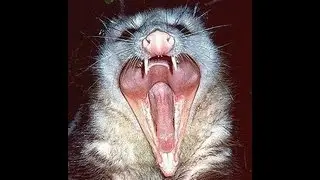 How To Catch A Possum in a trap part 1