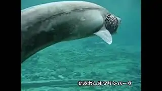 80 million year old shark also known as ”the frilled shark” discovered in Awashima, Japan.