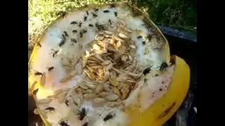 Insetos no Melão...sem briga !
