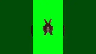 Rabbit running green screen animation video
