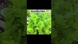 Growing Your Own Food | #urbangardening #gardening #garden