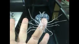 Phyllosome video