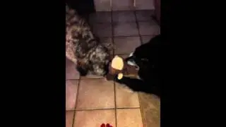 Belle et Cassy se font la corde.