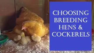 Choosing Orpington Hens & Cockerels/Roosters for a Breeding Flock