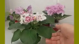Как фантазийные фиалки идут в спорт