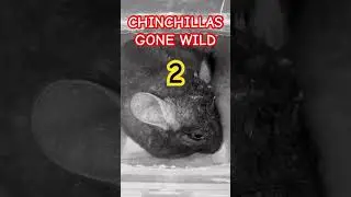 CHINCHILLA IS DOWN WITH THE SICKNESS 🤘🏼
