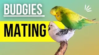 Budgies Mating