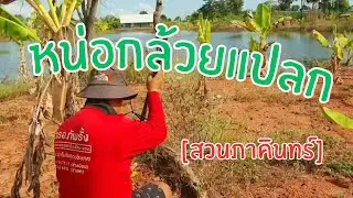 หน่อกล้วยแปลกๆมีหลายสายพันธุ์
