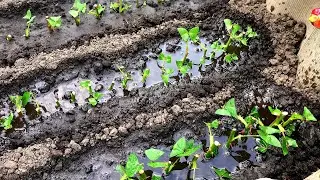 ЛЕТНЕЕ ЧЕРЕНКОВАНИЕ РОЗ. Показываю все тонкости.
