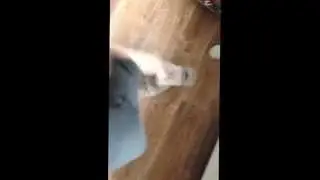 I Biting My Cat..
