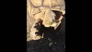 Funny tortoise burp