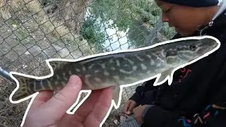 PIKE FISHING at UTAH LAKE!!!