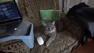 Бездельник в отпуске!