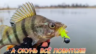 Солнце, тучи, снег... А окунь всё ловится! Рыбалка на джиг зимой!