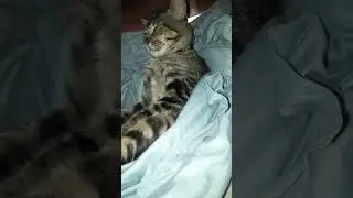 pequeño kai